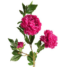牡丹花插花