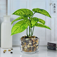 植物銅錢草