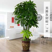 你的花瓶，不能少了它