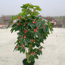 仿真花擺件，讓你的生活更溫馨