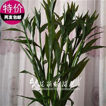 精美田園風(fēng)花瓶，打造浪漫生活