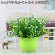 植物盆栽滿天星
