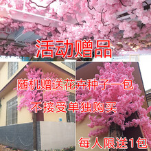 塑料,怎么樣,塑料,梨花,梨花