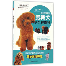 貴賓犬