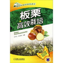 板栗