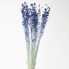 十二,十二,排名,浮香花瓶,浮香花瓶,排行榜,推薦