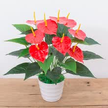 ����,����,ֲ��,����,���а�,�辰,�辰,ֲ��,�Ƽ�