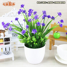 蘭花,蘭花,怎么樣,家居,家居,裝飾,裝飾