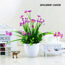 蘭花,蘭花,怎么樣,家居,家居,裝飾,裝飾