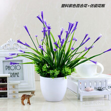 蘭花家居裝飾