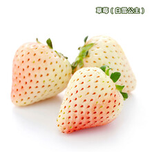 虹越 软枣猕猴桃树苗 1加仑盆栽苗 庭院花园可