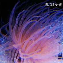 活体双色紫色珊瑚海葵海水生物小丑观赏鱼快递包活兴国海 红须千手佛3