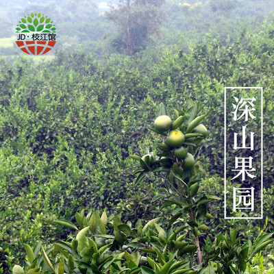 【枝江馆】宜昌三峡蜜桔 早熟桔子 蜜橘新鲜水