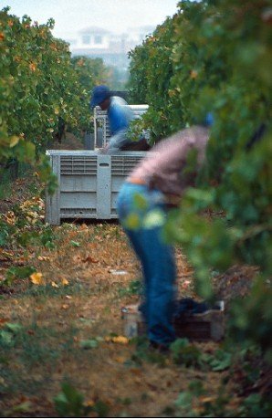 智利原装进口娜帕斯加本力苏维翁红葡萄酒La
