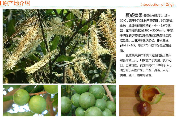 易特坚果 夏威夷果 奶油味 228g