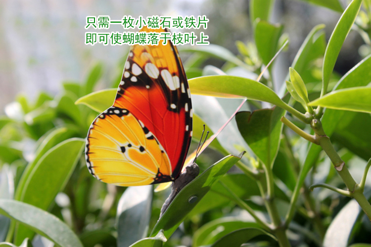 
                                        【畅宁】仿真蝴蝶 磁石 25种花色随机发送 仿真动物 家居装饰品 摆件 5只(小号=8*6厘米)                