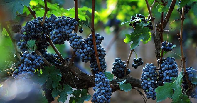 法国原瓶进口红酒 莎都拉菲城堡红葡萄酒2007