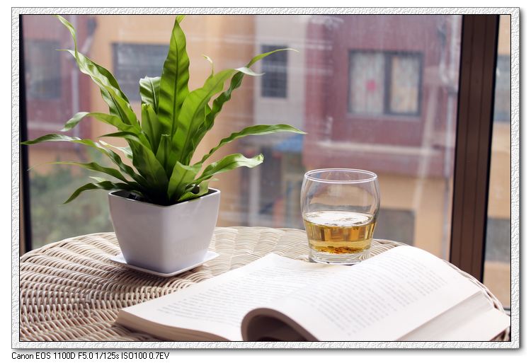 努力生长 鸟巢蕨 净化空气 迷你袖珍 办公室内绿