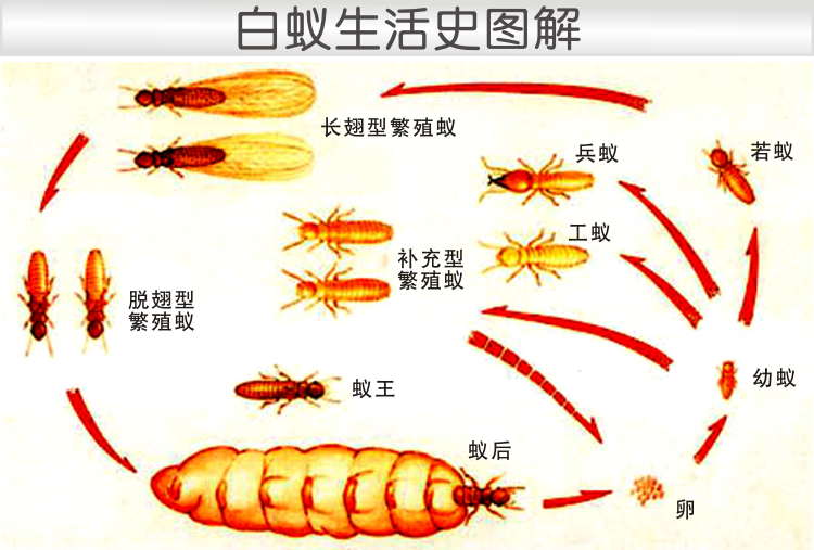 柏松正品专业诱杀白蚁药粉除白蚂蚁灭大水蚁杀