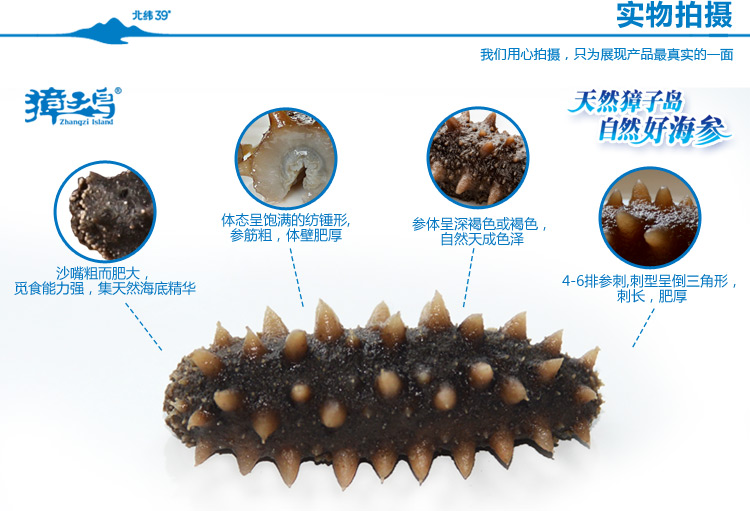 獐子岛 盐渍海参 大连海参 辽刺参 滋补佳品 50