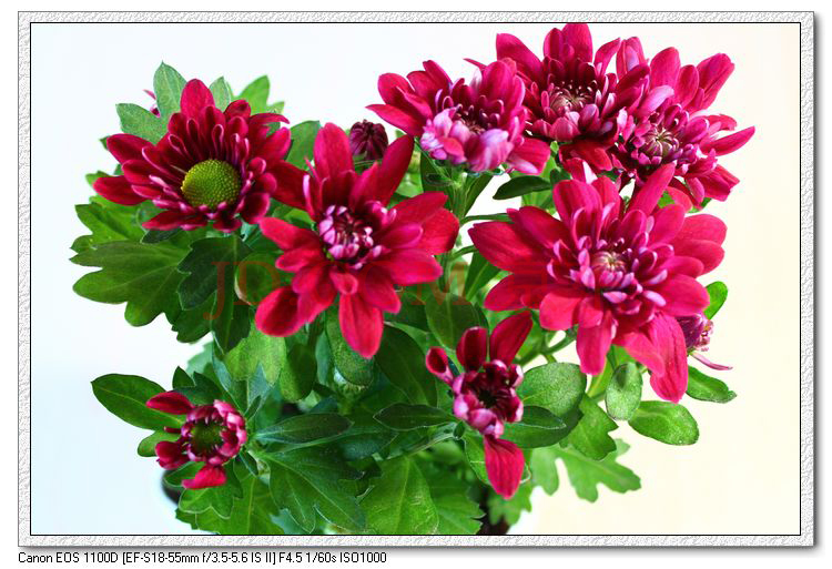 努力生长 酒红色荷兰菊 菊花 办公室内 花期长 