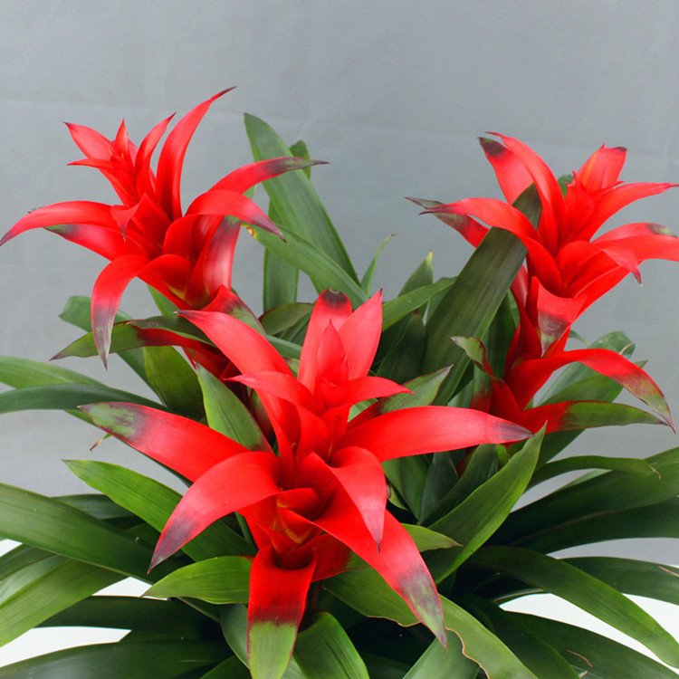 【新念花卉】大凤梨高档办公室内植物办公桌花