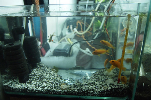 (中号)xy-2831+水妖精