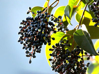 普济仁堂 特级酒女贞子 6瓶×130克在京东商城