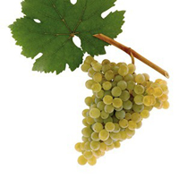 张裕劳伦斯索菲干白葡萄酒 价格\/张裕劳伦斯索