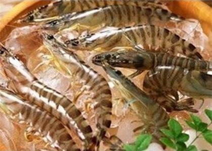 沱沱工社 东海野生竹节虾(8尾) 350g\/盒【仅限