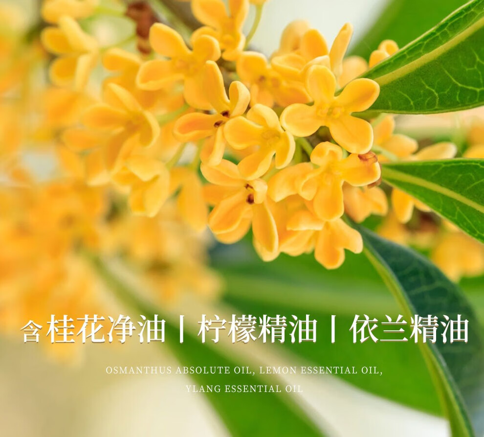 娜赛儿（LASTAR）【法国香水品牌】女士桂花香水精品礼盒持久淡香清新香水送女友 桂花香水