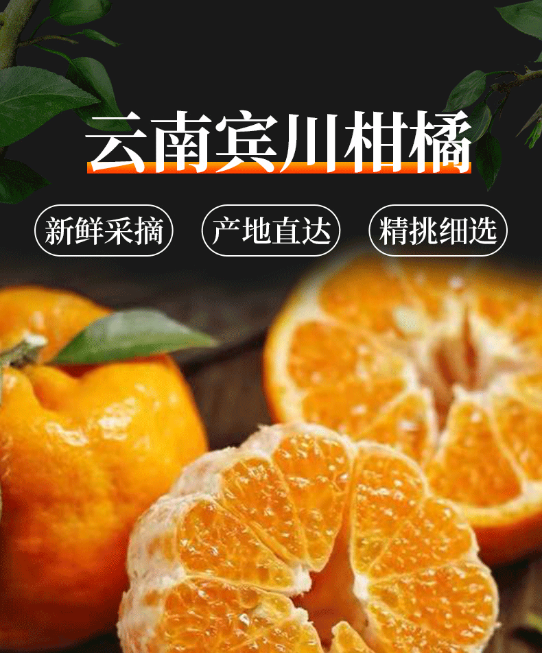 果园直发云南大理宾川椪柑新鲜柑橘宾川芦柑丑橘桔子5810斤整箱现发当