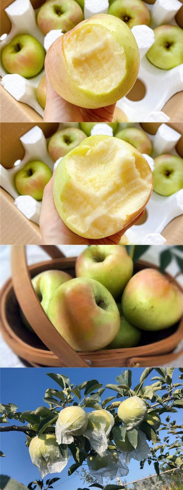 5斤大果山东青岛宝山明月苹果日本青森水蜜桃苹果王林苹果青苹果脆甜