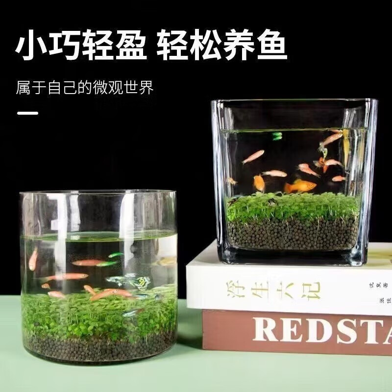菲脂其他美妆工具 生态缸（款式随机）+草子+草泥 1个