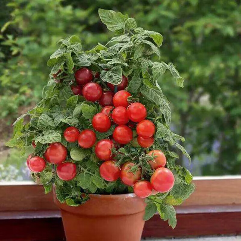 鲜木小番茄种子植物迷你矮生珍珠西红柿室外阳台庭院春播植物种子 2包种子+2包肥料+4个育苗盆