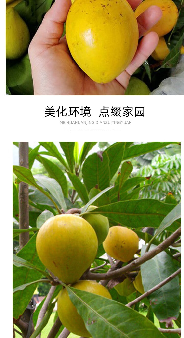 蛋黄果苗台湾鸡蛋果仙桃树苗新奇水果苗盆栽庭院植物四季当年结果