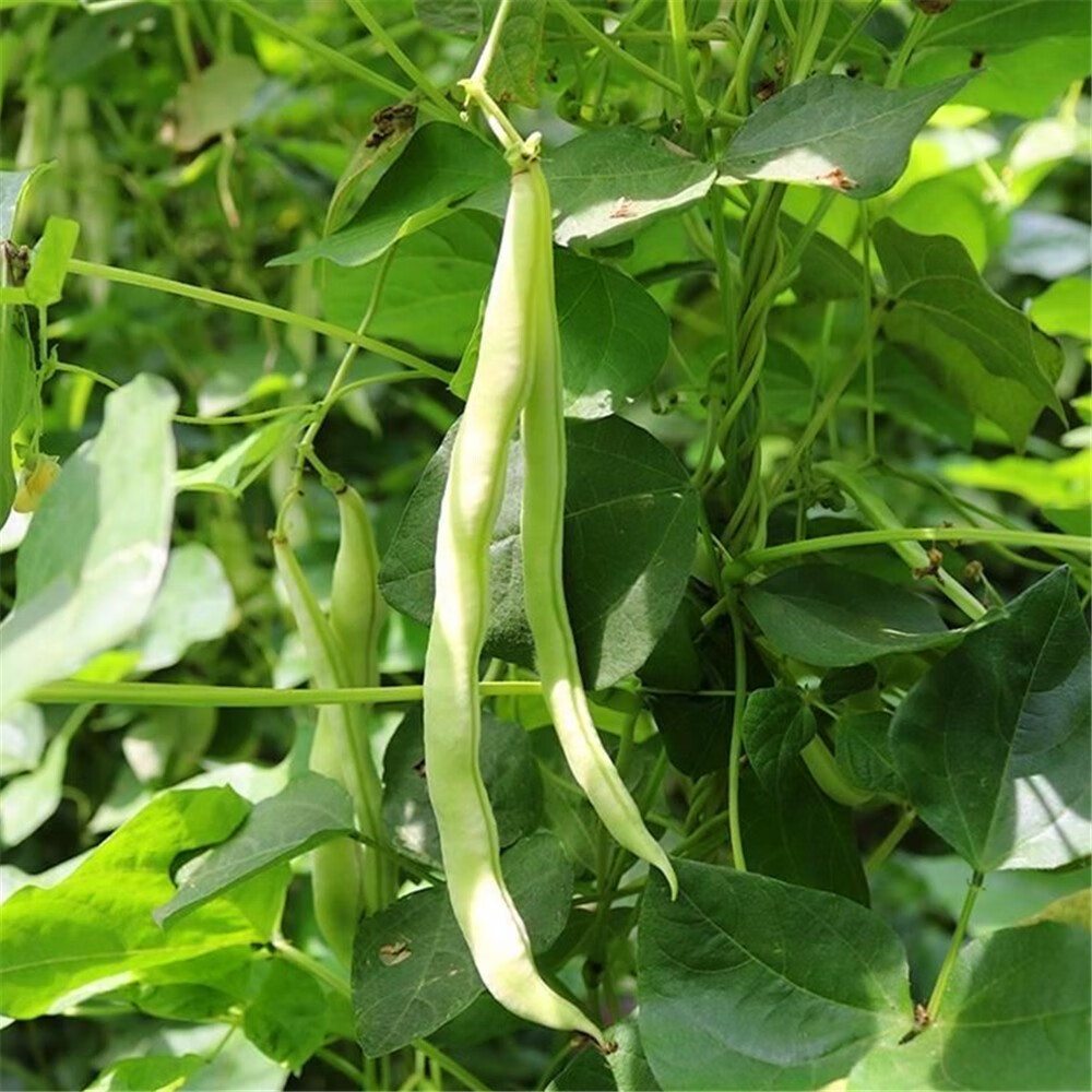 芸豆角 山东白芸豆 扁豆 豆角 四季豆 老来少 九粒白