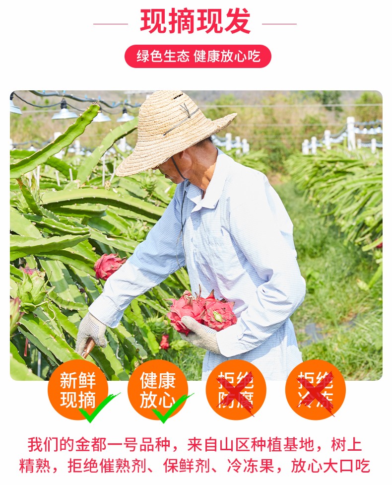 福笙记 金都一号 红心火龙果 5斤 图3