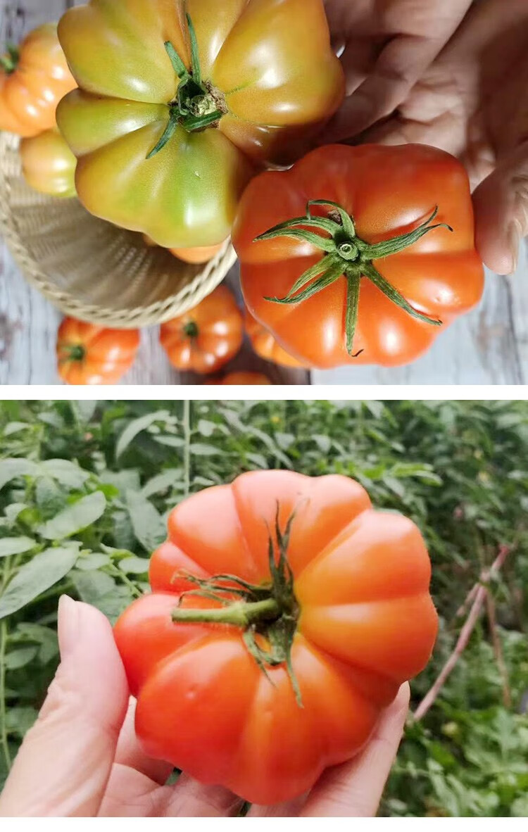 青樱红荔现摘现发潮汕马蹄番茄老品种自然熟西红柿孕妇新鲜水果235斤