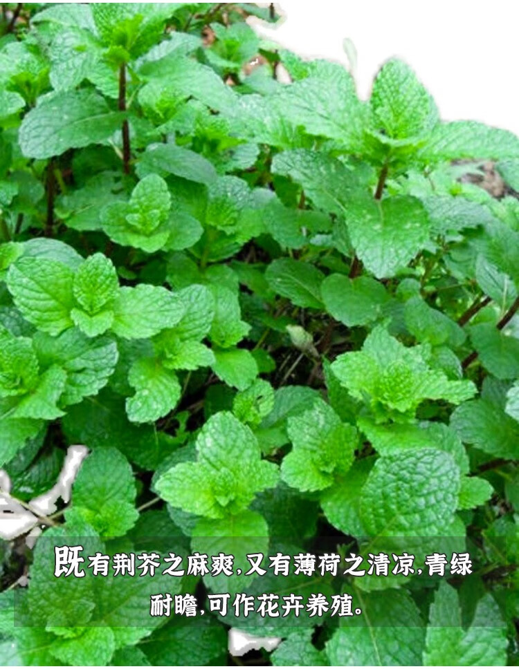 种菜记十香菜种子种籽孑苗秧石香菜薄荷食用四川鱼香菜草四季菜苗菜籽