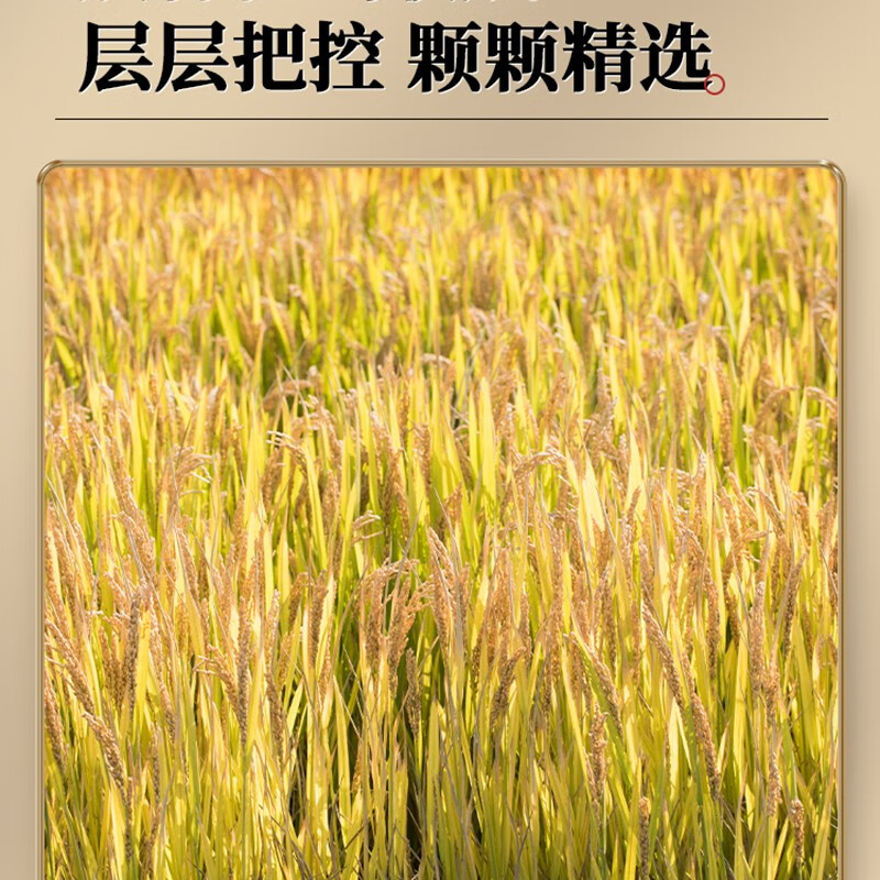 天助  原生态虾稻米大米湖北大米优质虾稻米长粒香米非真空包装 原生态虾稻米5KG