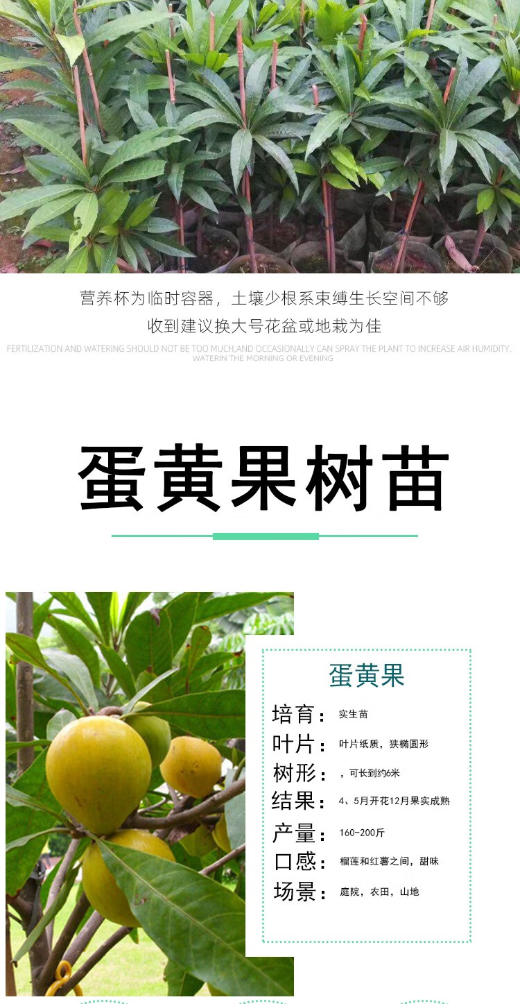 蛋黄果苗台湾鸡蛋果仙桃树苗新奇水果苗盆栽庭院植物四季当年结果