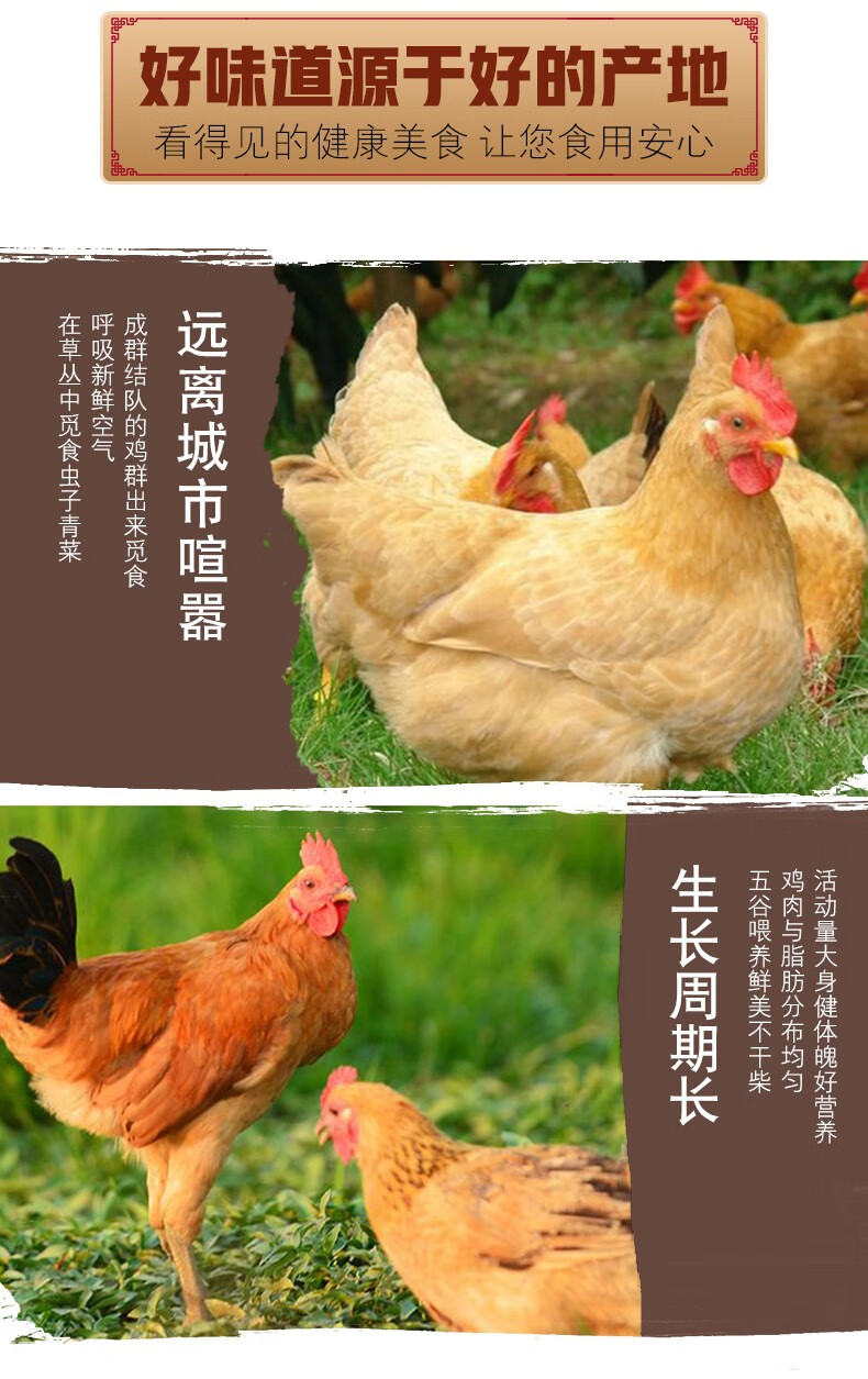 农家散养三黄鸡 约800g/只 图5