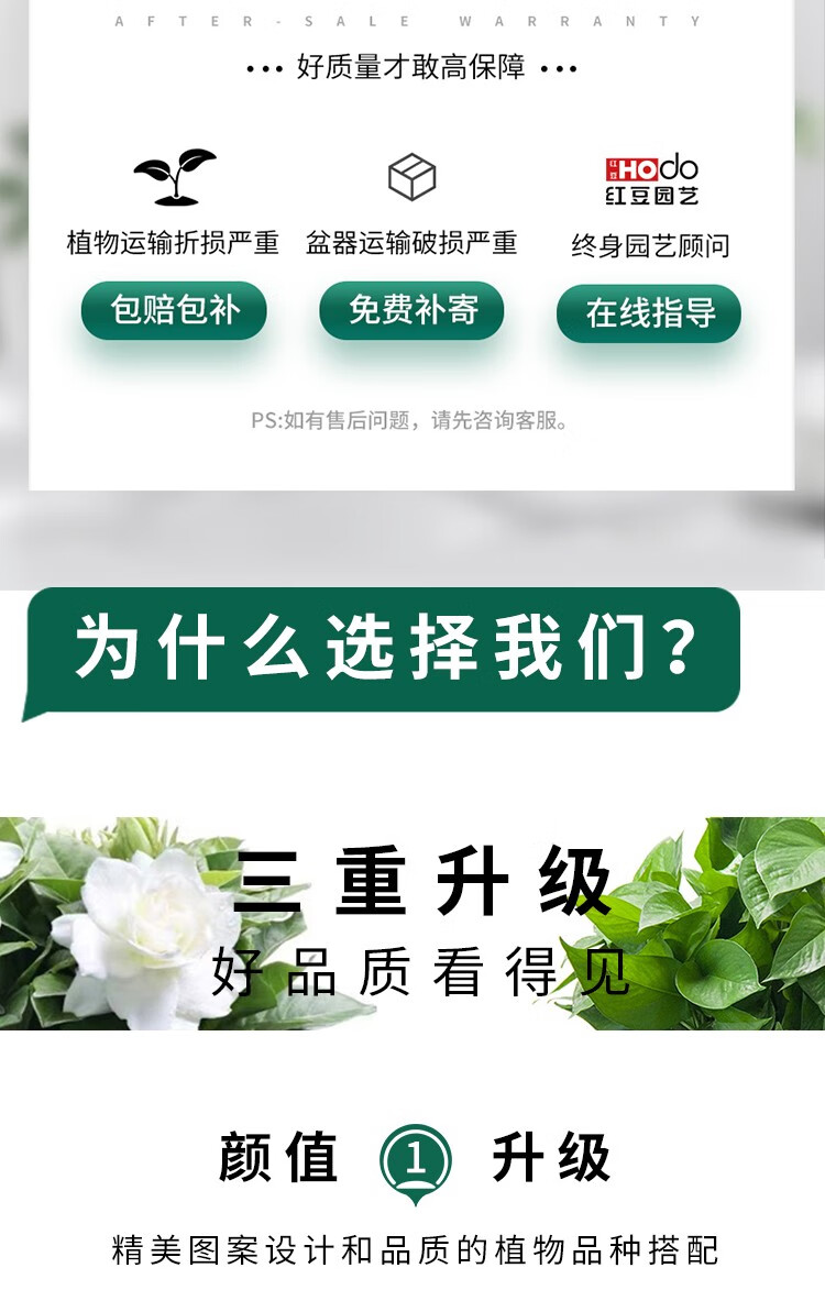 红豆绿植水培植物办公室内花卉绿植盆栽组合盆栽花四季常绿 植物盆栽 【清新净化×2盆】清香木+九里香