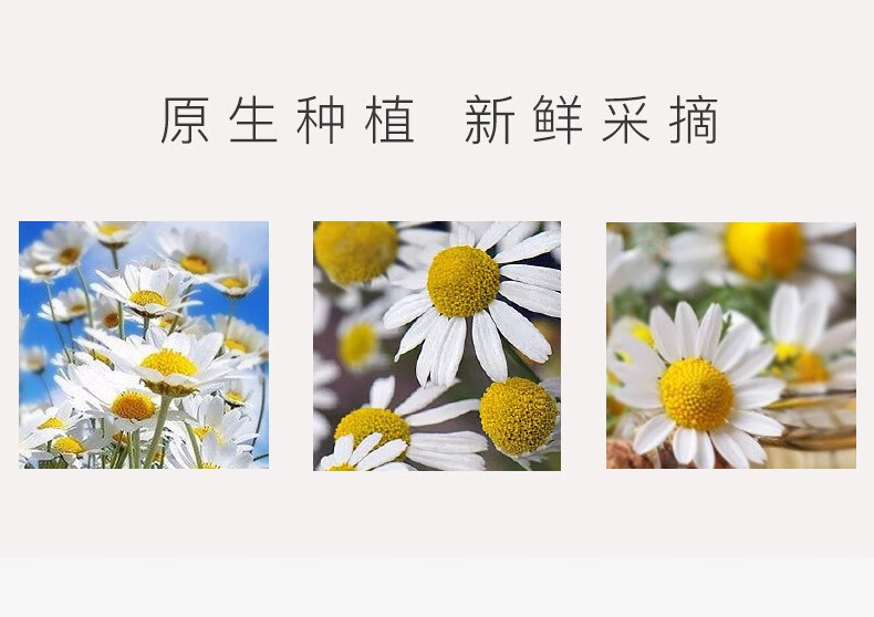 采词3支装小洋甘菊护手霜75ml/支保湿补水嫩滑滋润防干燥