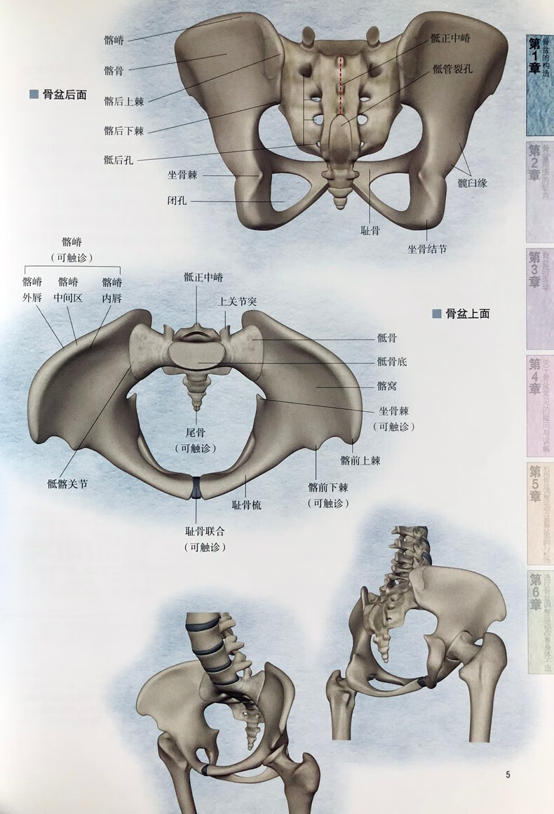 骨盆解剖及功能训练图解 3d解剖图全方位展示骨盆骨骼肌肉 定价 79