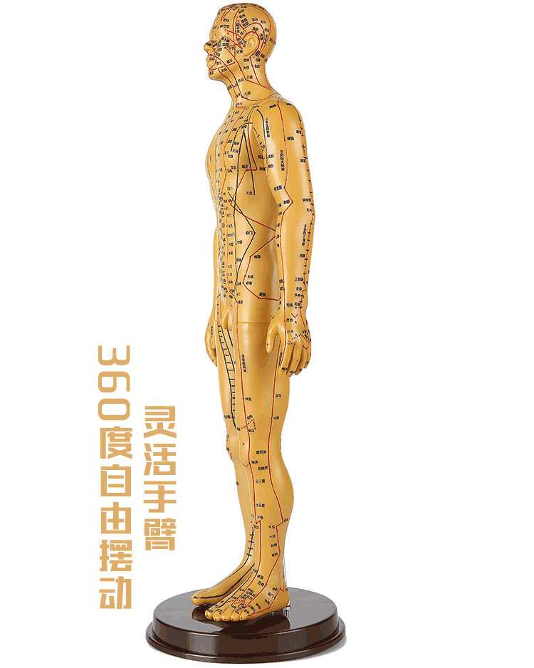 人体针灸模型经络穴位模型中医全身十二铜人模特图小人扎针练习小皮人