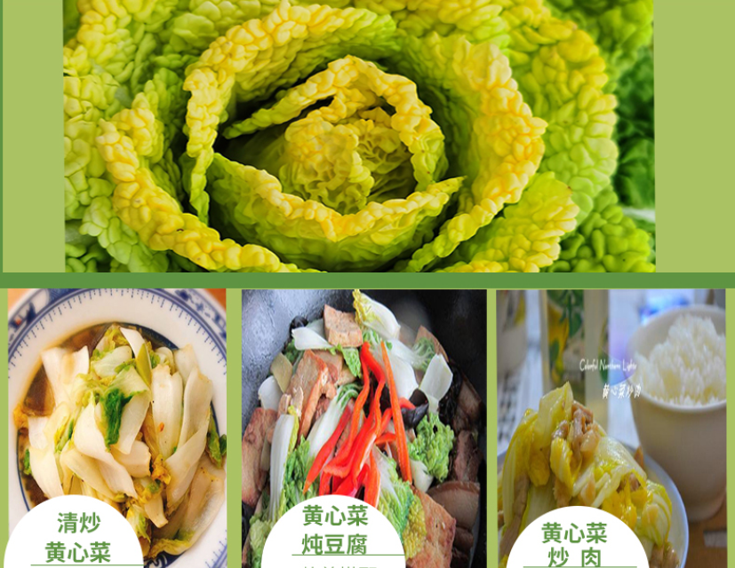 新鲜黄心菜 黄心乌菜 黄心乌白菜 卷心菜 黄心乌塌菜