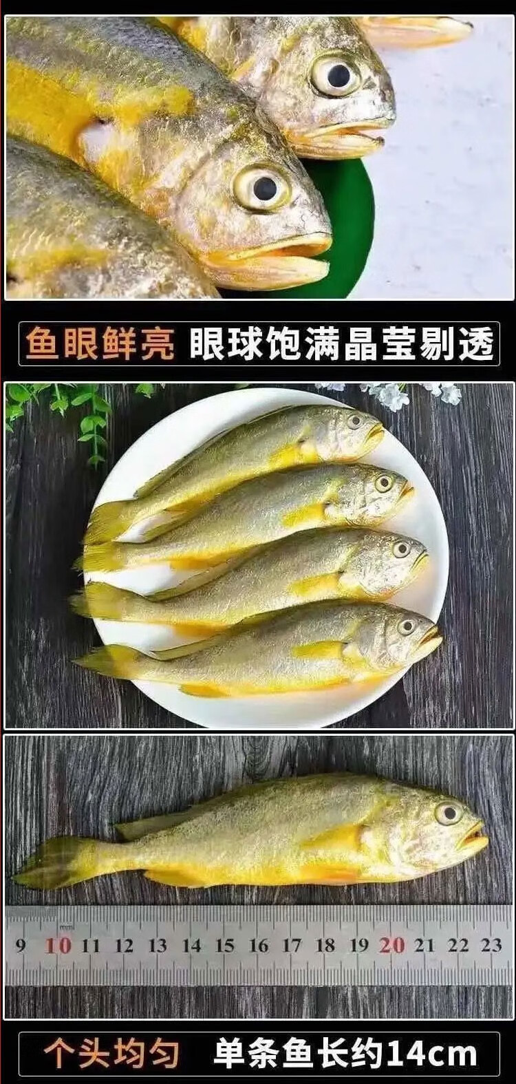 新鲜鱼类海鲜水产  健康轻食 生鲜 带鱼5斤中号段