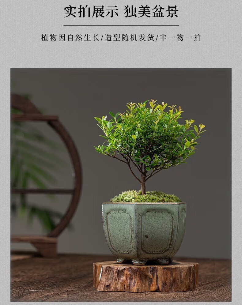 雪束3小叶赤楠盆景室内绿植花卉盆栽办公室桌面盆底座随机发 小叶赤楠 瓷盆+苔藓+底座 2盆